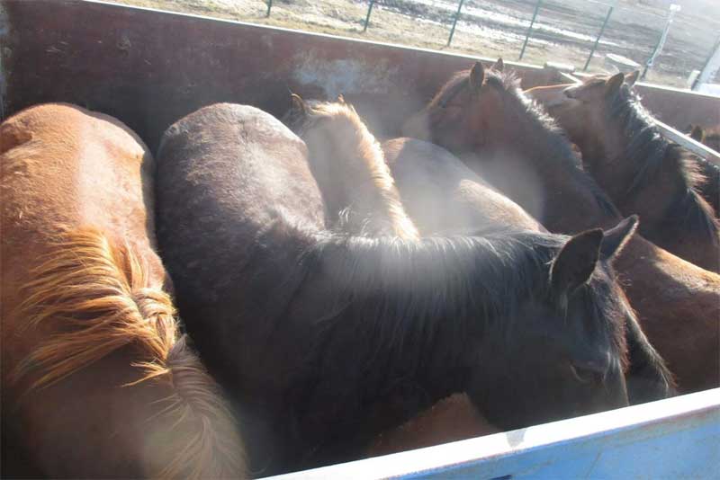 Таможенники в Оренбуржья пресекли  незаконный вывоз в Казахстан лошадей 