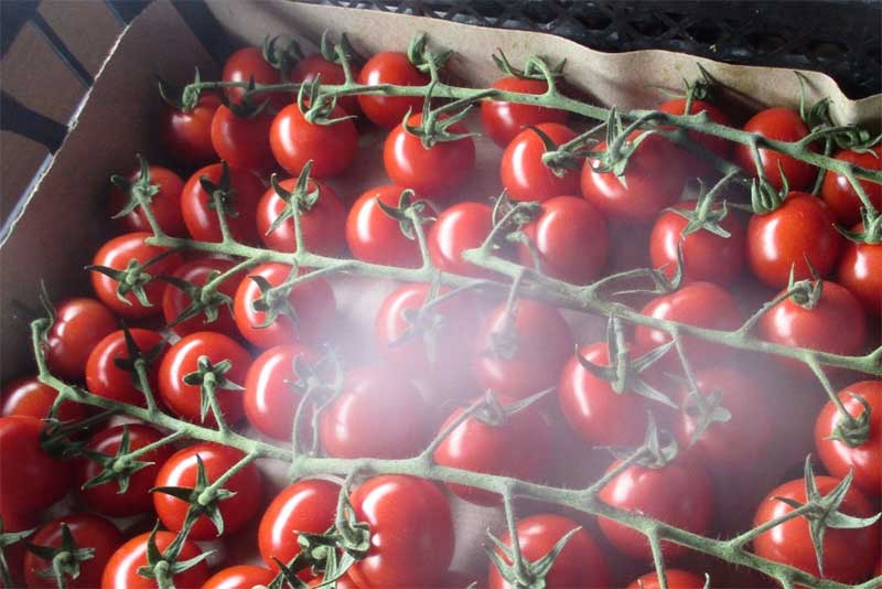 В Оренбургской области обнаружили 18 тонн зараженных туркменских помидоров