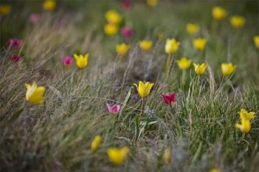 Оренбуржцев предупреждают о крупных штрафах за каждый сорванный весенний первоцвет