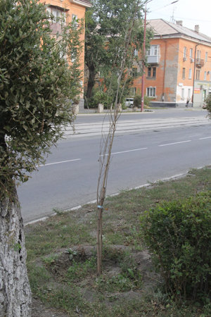 Высадка деревьев: две попытки не удались