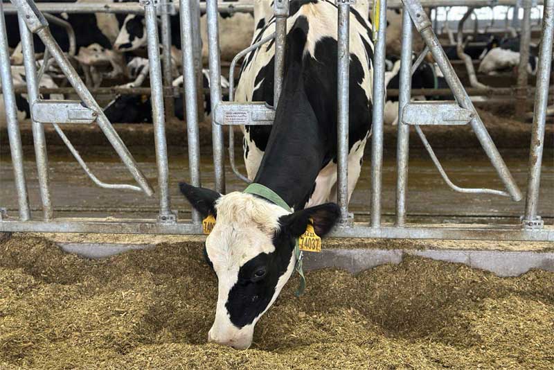 В хозяйствах Оренбуржья успешно проходит зимовка скота