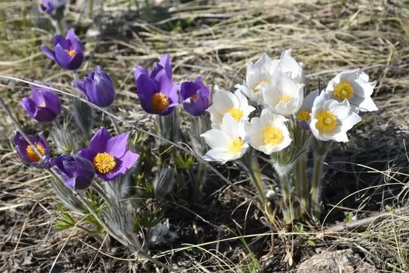 Акция «Первоцвет» поможет сохранить краснокнижные растения России и Оренбуржья