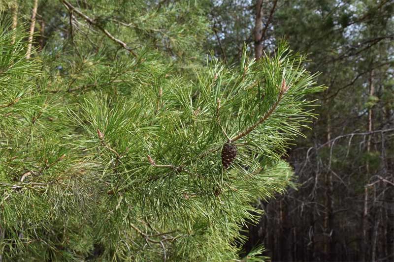 В Оренбуржье проводится предновогодняя акция по сохранению хвойных деревьев от вырубки