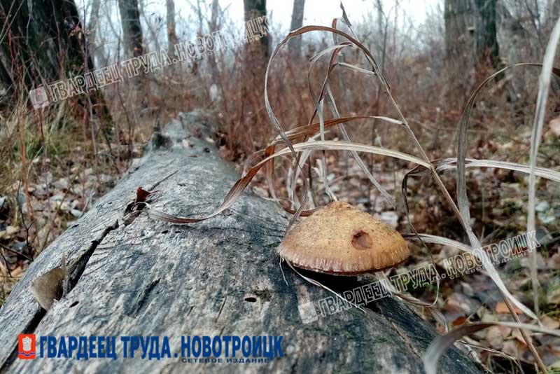 В Оренбуржье 3 октября будет ветрено, воздух прогреется до +19 градусов