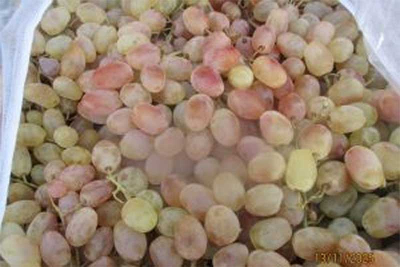 В Оренбуржье предотвратили ввоз на территорию России более 477 тонн зараженных винограда, хурмы и гранатов