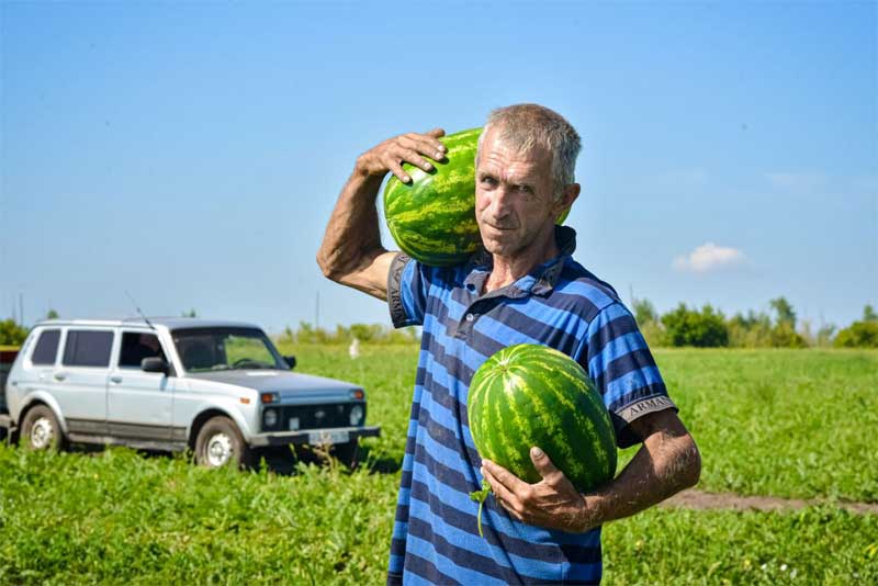 В Оренбуржье, на Соль-Илецких полях, начался сбор поливных арбузов