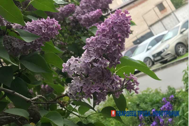 Днём в Оренбуржье воздух прогреется до +25 градусов