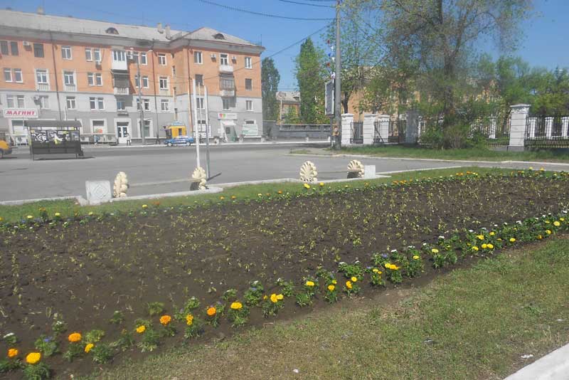 Городские цветы требуют ухода (фото)