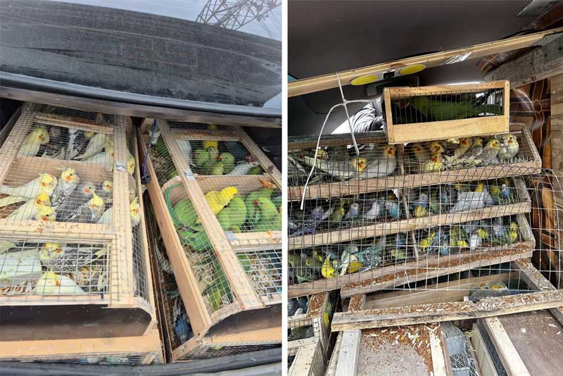 В Оренбуржье пытались незаконно ввезти 480 попугаев из Казахстана