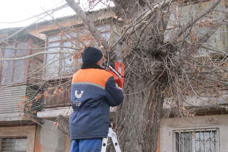 В городе ведется опиловка деревьев