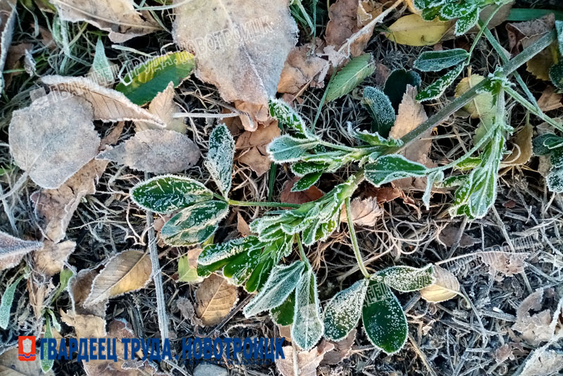 Днем 6 ноября в Оренбуржье пройдет мокрый снег с дождем