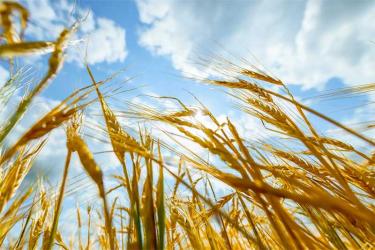 Продукция агропромышленного комплекса Оренбуржья востребована более чем в 20 странах мира