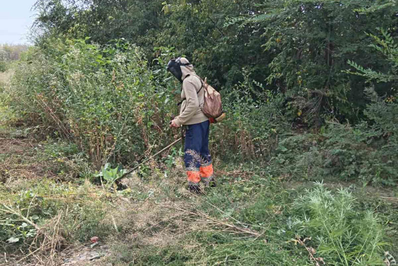 В городе ведется выкос травы и обрезка кустарников