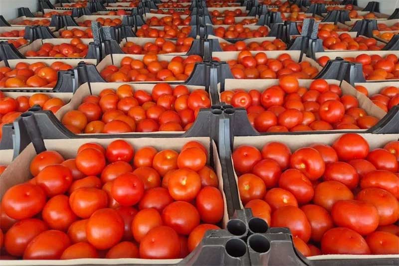 В Оренбуржье выявили более 70 тонн зараженной овощной продукции