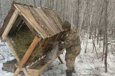 В период зимних холодов в Оренбуржье организовали подкормку диких животных