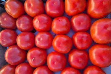 В Оренбуржье на складе временного хранения выявлена партия зараженной овощной продукции