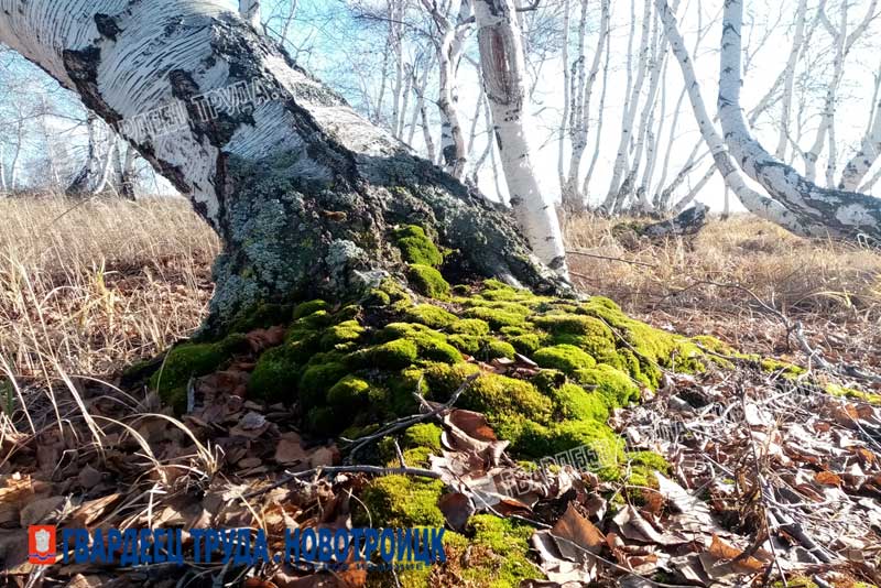 Днем 11 ноября в Оренбуржье ожидается до +8 градусов