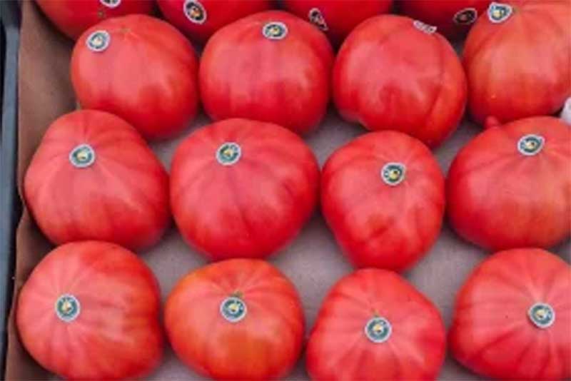 В Оренбуржье обнаружили зараженные томаты из Туркмении