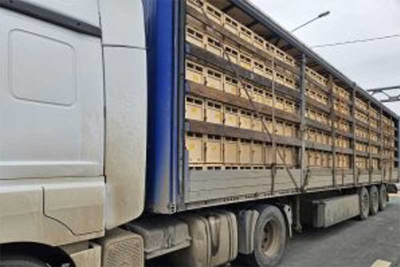 В Оренбуржье пресекли  незаконный ввоз  пчелопакетов из Узбекистана