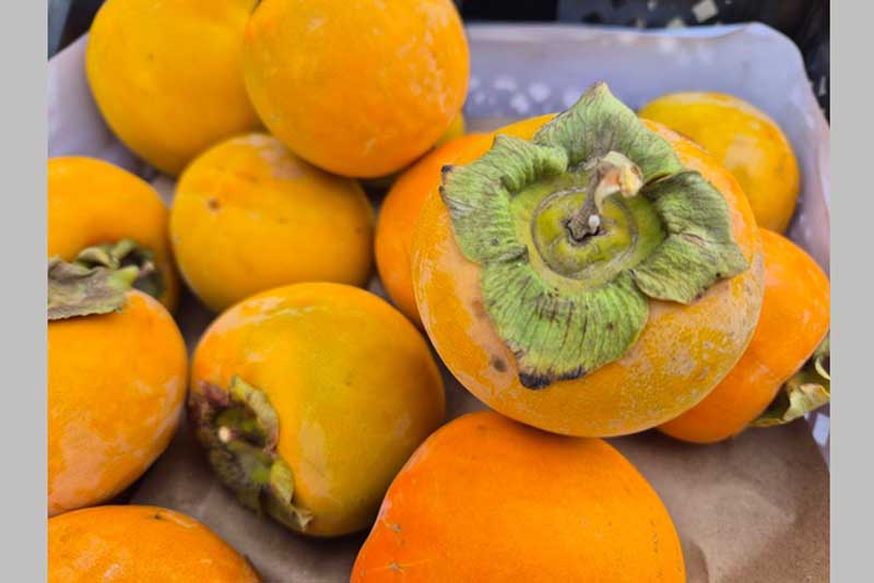 В Оренбуржье на складе временного хранения обнаружена партия зараженной  хурмы из Узбекистана