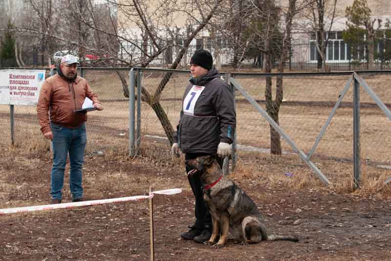 Немецкая овчарка из Новотроицка стала лучшей на чемпионате ПФО