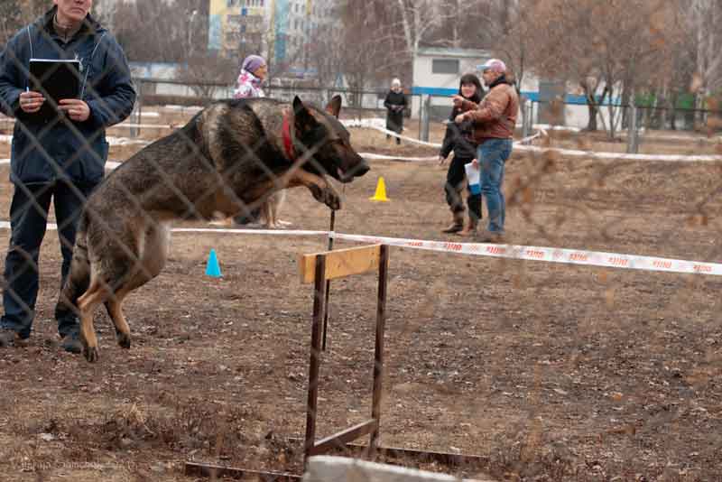 Немецкая овчарка из Новотроицка стала лучшей на чемпионате ПФО