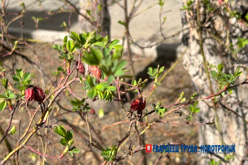 В Оренбуржье днем 14 апреля без осадков, температура прогреется до +26 градусов