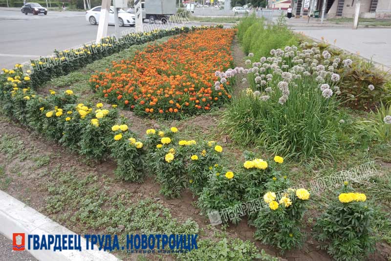 Чтобы городские цветы радовали…