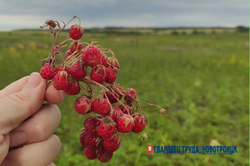 Днём 14 июля в Оренбуржье воздух прогреется до +29 градусов