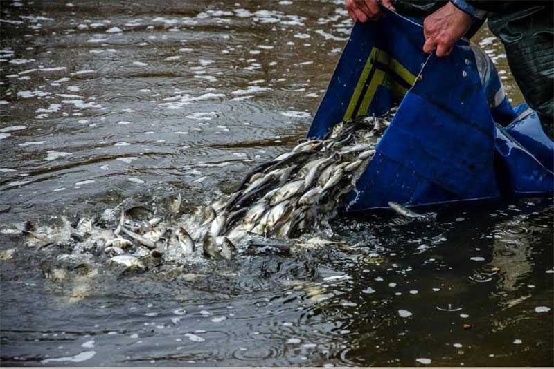 В реки и водоемы Оренбуржья в этом году выпустили более 300 тысяч мальков