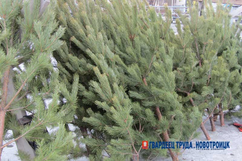 В Новотроицке 17 декабря откроются елочные базары