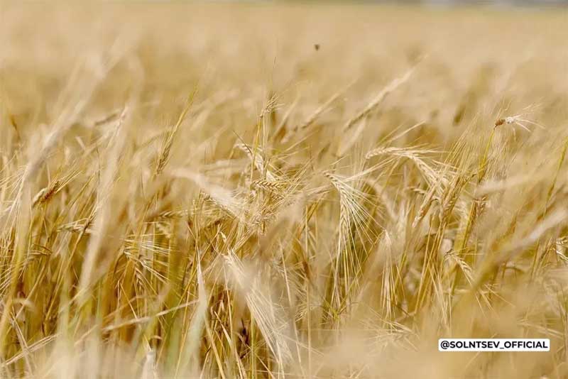Оренбуржье заняло второе место в ПФО по объёму экспорта сельхозпродукции