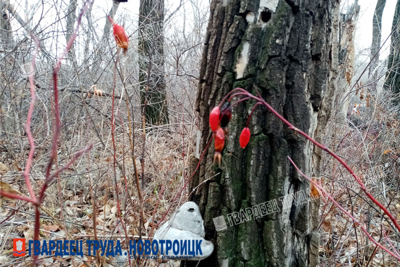 В Оренбуржье 18 ноября прогнозируется до +4 градусов, осадков не ожидается