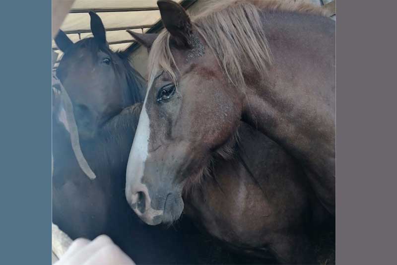 В Оренбуржье из Казахстана незаконно пытались ввезти 20 тонн  кормов для животных