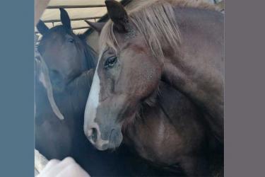 В Оренбуржье из Казахстана незаконно пытались ввезти 20 тонн  кормов для животных