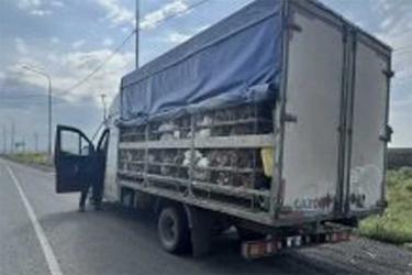В Оренбуржье пытались ввезти 1000 кур-несушек без ветеринарных сопроводительных документов