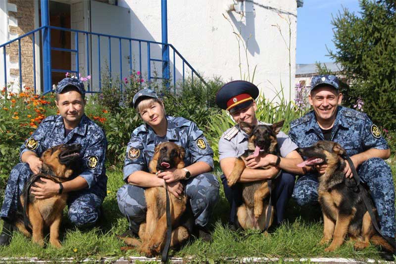 В оренбургское УФСИН на службу заступят 10 щенков немецкой овчарки