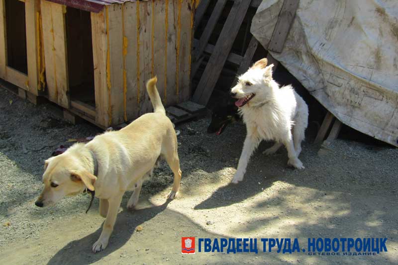 В Новотроицке приют для бездомных животных нуждается в помощи и поддержке