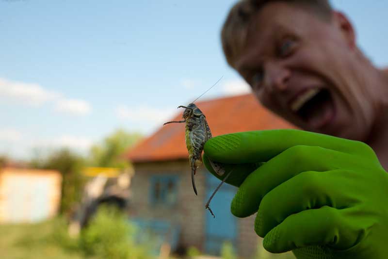  В Светлинском районе зафиксировали нашествие саранчи