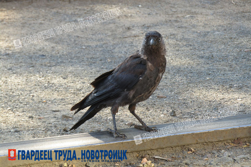 В Оренбуржье днем, 25 июня, сохранится пасмурная погода 