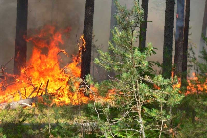 В ОРЕНБУРЖЬЕ СОКРАТИЛОСЬ КОЛИЧЕСТВО ЛЕСНЫХ ПОЖАРОВ