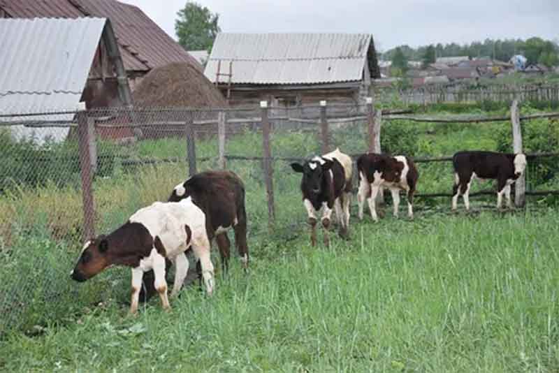 Средства на развитие сельских подворий