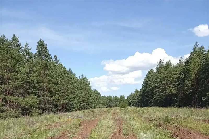 В Оренбуржье проводятся работы по уходу за молодыми лесами  