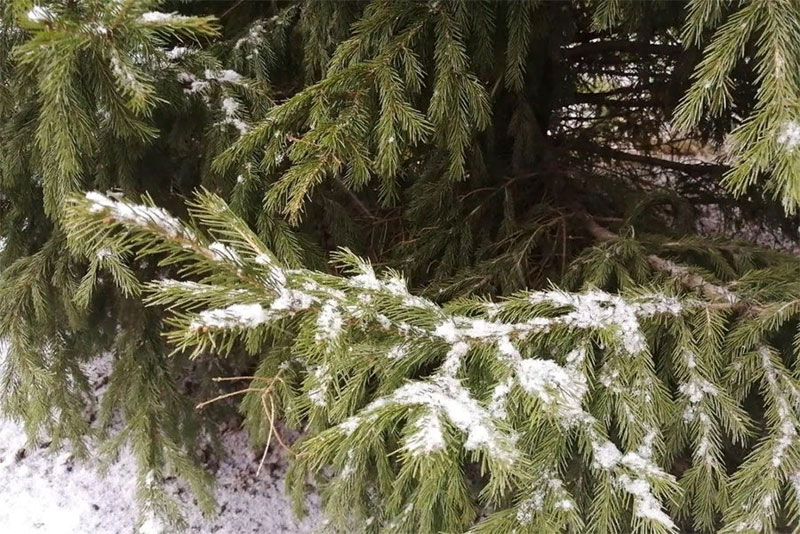 Погода в Оренбуржье остается во власти сибирского антициклона