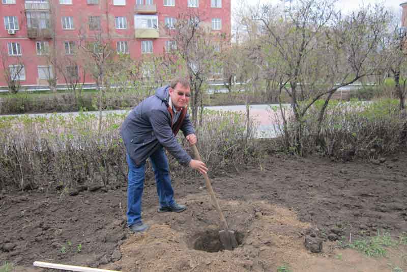 В сквере у монумента «Вечно живым» появятся голубые ели (фото)