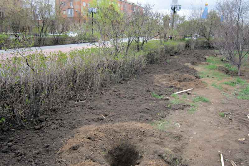 В сквере у монумента «Вечно живым» появятся голубые ели (фото)