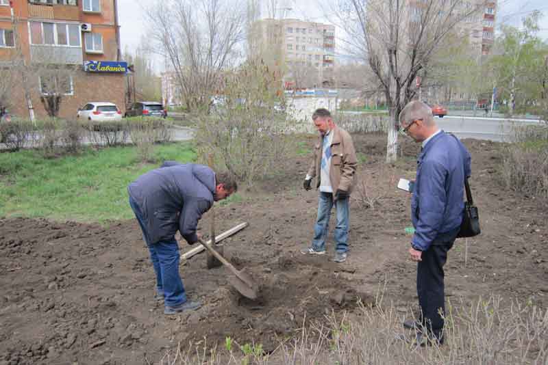 В сквере у монумента «Вечно живым» появятся голубые ели (фото)