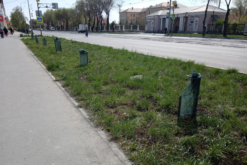 В Новотроицке проводят  компенсационную высадку зеленых насаждений