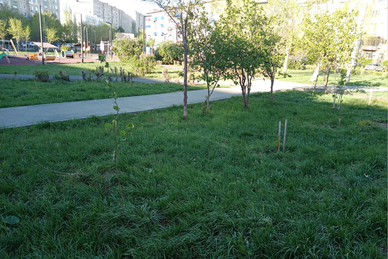 В Новотроицке проводят компенсационную высадку зеленых насаждений