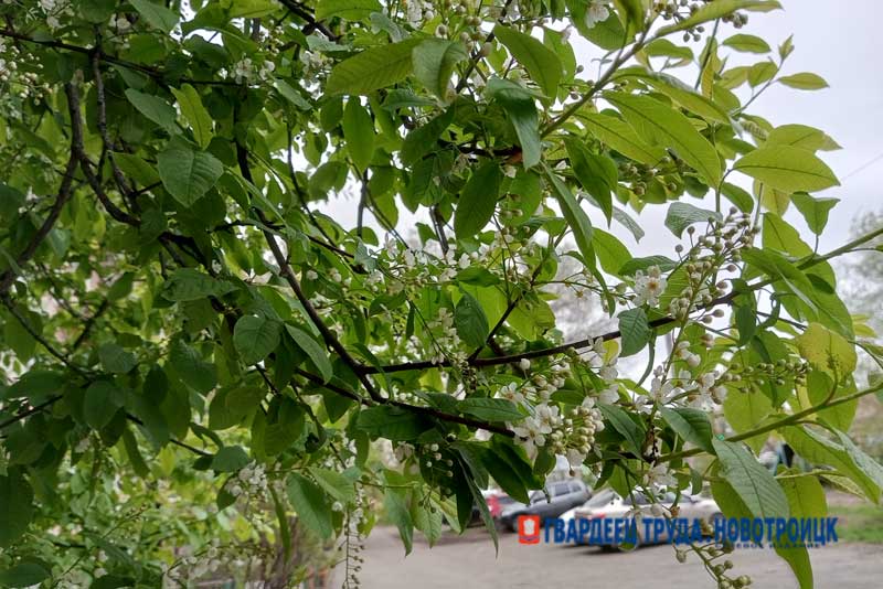 В Оренбуржье днем 29 апреля дождь и ветер, ожидается до +17 градусов